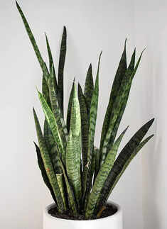 Snake Plant (Sansevieria trifasciata)