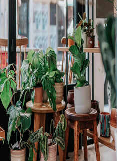 Green living made easy: Discover 10 low-maintenance houseplants that flourish year-round with minimal effort