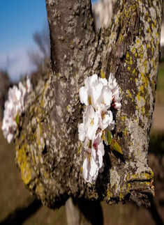 Spectacular pictures of cherry blossoms from across the world just in time for spring