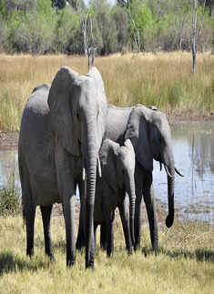 ​10 unfamiliar facts about elephants​