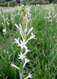 Tuberose