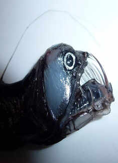 Deep sea creature bears striking resemblance to real-life Venom!​