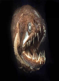 ​Deep sea creature bears striking resemblance to real-life Venom!​