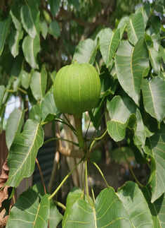 ​Fruit that blasts itself nature&rsquo;s unexpected detonation!​