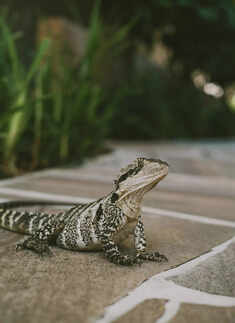 ​Keeping lizards as pets and exploring their fascinating behaviours and unique characteristics​