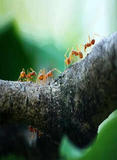 ​Incredible facts about ants you won&rsquo;t believe​