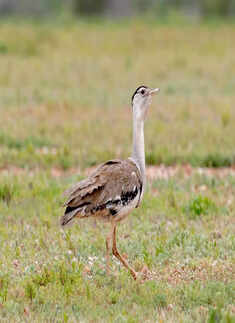 ​Discover the bird with a prehistoric roar​