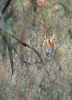 Baaraatis Gone 'Wild'