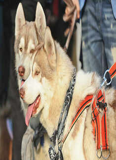 Much Mush Over Mutts