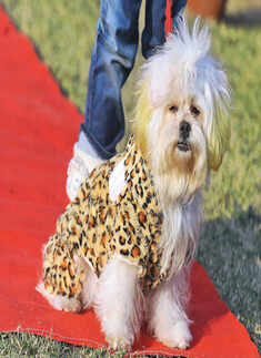 Much Mush Over Mutts