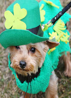 St. Patrick&rsquo;s Day Celebrations