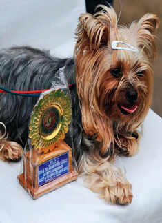 Indian Kennel League's dog show