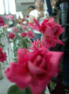 Rose exhibition