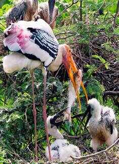 Best pictures of the day: 20th October 2013