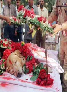 Most shared photos on Social media