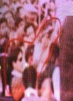 Bhutto's suspected assassins