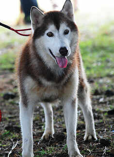 Dog Show @ The Bolghatty Palace Grounds