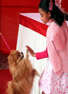 Pets, vintage cars steal the show