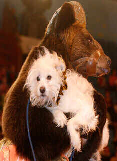 Unlikely Animal Friendships