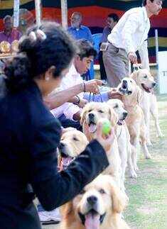Dog show 