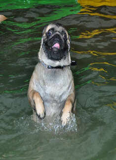 Pooch pool party in Kolkata