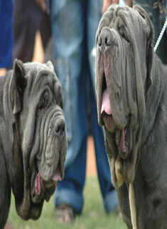 Dog show '08