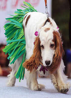 Pet Fed at Dilli Haat