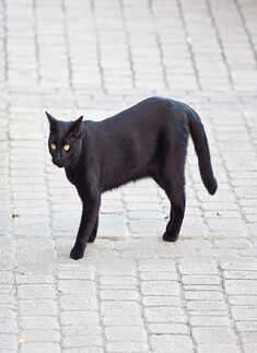 Superstitions and their origins