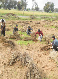30 farmers dead in 4 days as rain, hail hit north India