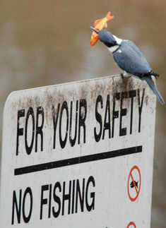 This rule is not for me, I am busy having my lunch. Photogallery Times of India