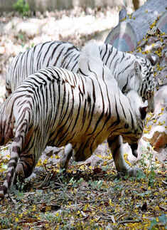 A pair of White Tigers playing Photogallery - Times of India