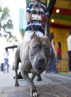 Houston Oliver takes his dog Sosa for a walk along Ocean Boulevard  Photogallery Times of India