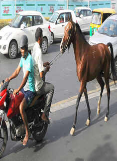 A pillion rider pulls the horse Photogallery - Times of India