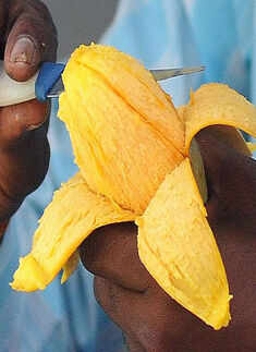 Department of Horticulture inaugurated Photogallery - Times of India