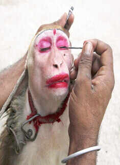 A man applies eye make up to his pet monkey Photogallery Times of India