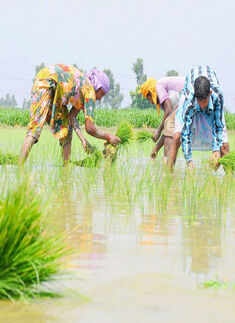 Farmers planting paddy in a field during monsoon season