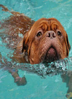 Amigo during the Pooch Pool Party