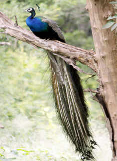 With the advent of monsoon