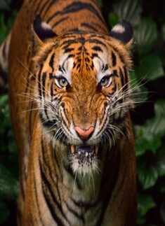 Bengal Tigers' population is diminishing from last few decades