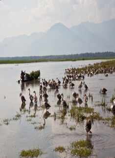 Things That Might Become Extinct in India