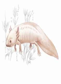 Axolotl were also known as water monster