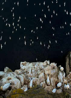 The British Wildlife Photography Awards 2015 winners