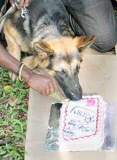 A dog eats cake during the &lsquo;Dog Marathon&rsquo;
