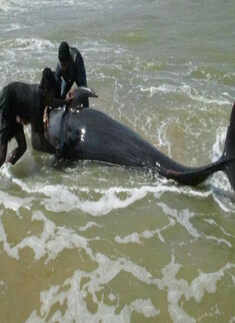 45 whales die in Tamil Nadu