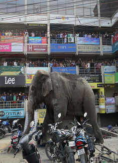 Elephant on a rampage in Siliguri