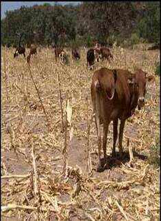 Effects of Global warming