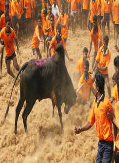 Just because Jallikattu is old doesn't mean it's justified: SC