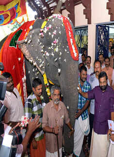 Kerala 'granny' jumbo eyes world record