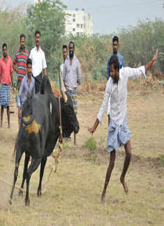 Defying Supreme Court, Jallikattu held near Madurai