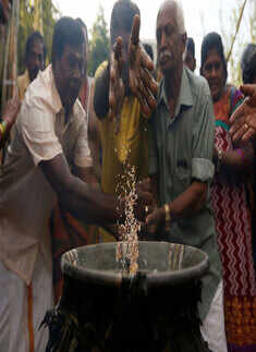 Pongal festival celebrated with great fervour